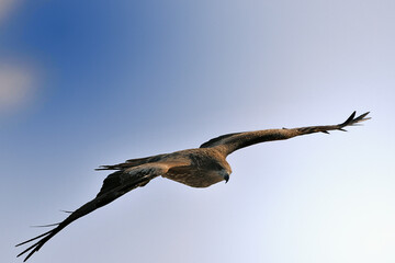トンビの飛翔