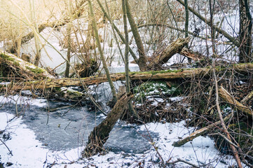 Frozen swamp in winter, Kolobrzeg Podczele, Poland