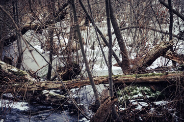 Frozen swamp in winter, Kolobrzeg Podczele, Poland