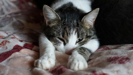 gray and white cat sleeping in the bed