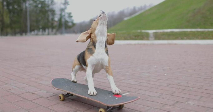 Beagle dog rides a skateboard in park. Pet Dog skateboarding outdoor. Slow motion.