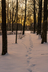 Sunset in winter in Park Wood Alley. Feet in the snow