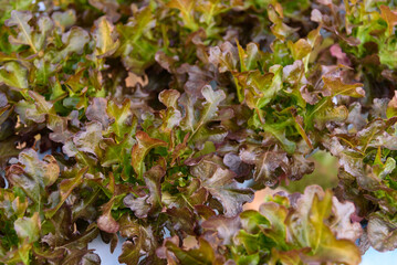 closeup to fresh Red Oak Lettuce in hydroponics system pipe