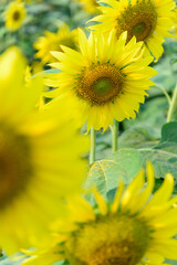 Fresh sunflower with blue sky in sunshine day