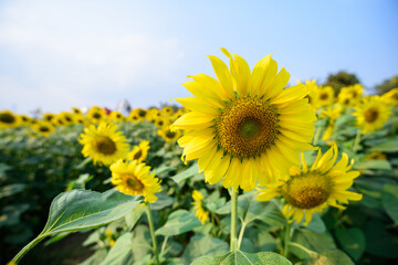 Fresh sunflower with blue sky in sunshine day
