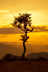 Fototapeta na wymiar Alone or single one tree on the mountain hill cliff in the forest at sunset or evening time.