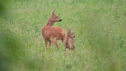 Un Faon et sa maman - Faune biche cerf faon