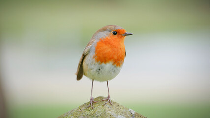 rouge gorge portrait