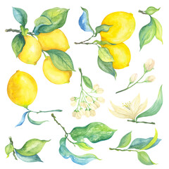 Set of watercolor illustrations of lemons. Yellow citruses, green leaves and beige flowers.