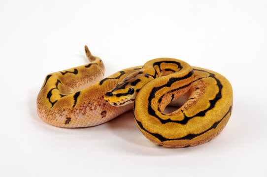 Ball python // K&ouml;nigspython (Python regius) - Spider colour-morph