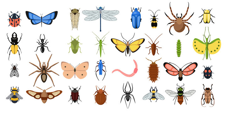 Set of different insects on white background. Vector collection butterflies, spiders, worms, flies, bugs and other beetles in cartoon style.