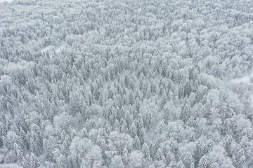 trees forest frost top view background, abstract drone view nature seasonal winter spruce