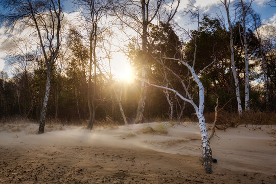 Windy day on the beach with birtch trees at Baltic Sea in Gdansk. Poland