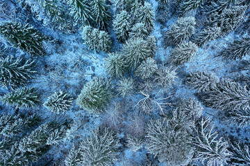 trees forest frost top view background, abstract drone view nature seasonal winter spruce