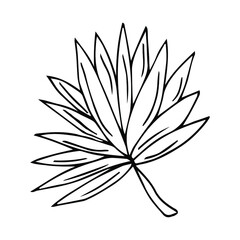 hand drawn leaf vector illustration. Big tropical leave. Simple black stroke. flower lineart isolated graphic elements for your design, floral lineart for classic design.