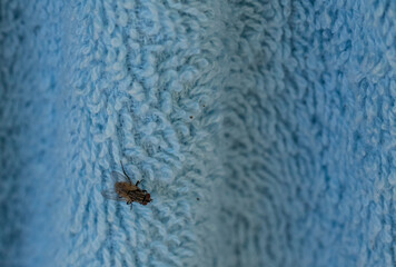 Fly macro closeup photo on cloth