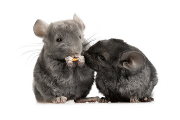 Two small chinchillas are eating food in the studio