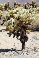 Joshua Tree Nationalpark (USA)