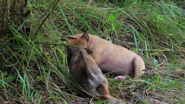 Homeless Puppies Playing on Grass.