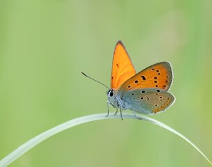 butterfly on a flower