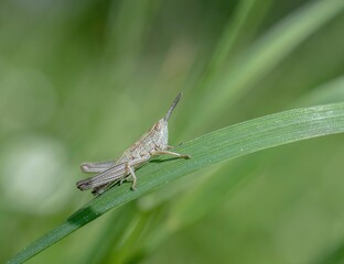 grasshopper on a leaf