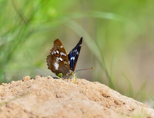 butterfly on a flower