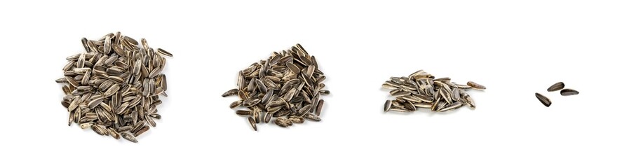 Pile of large striped sunflower seeds with shell isolated