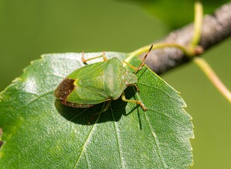 bug on a leaf
