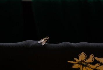 Fly macro closeup photo on cloth