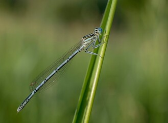blue dragonfly on a green leaf