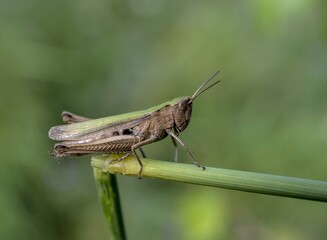 grasshopper on the grass