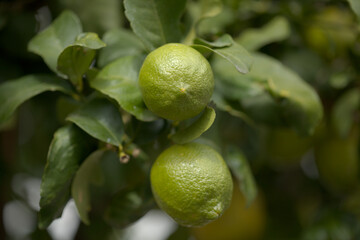 Agriculture of Gran Canaria - Lemon fruit on branches, January 
