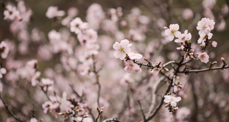 Horticulture of Gran Canaria -  almond trees blooming in Tejeda in January, macro floral background
