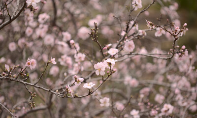 Horticulture of Gran Canaria -  almond trees blooming in Tejeda in January, macro floral background

