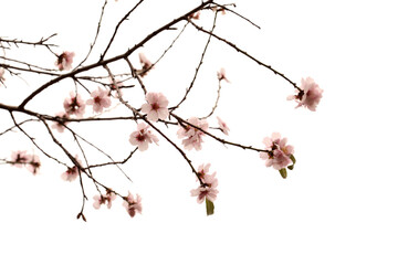 Almond tree twigs blooming, isolated on white background