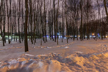 The beauty of winter trees in the park in the evening