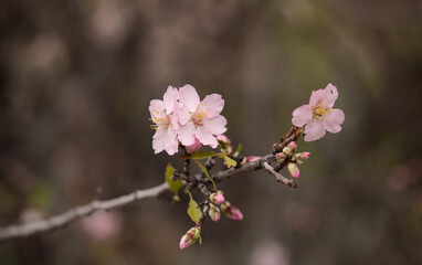 Horticulture of Gran Canaria -  almond trees blooming in Tejeda in January, macro floral background
