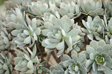 Flora of Gran Canaria -  Aeonium percarneum, succulent plant endemic to the island, natural macro floral background
