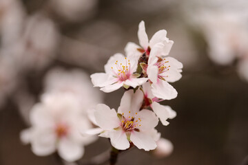 Horticulture of Gran Canaria -  almond trees blooming in Tejeda in January, macro floral background
