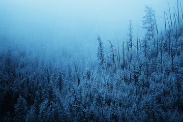 autumn fog landscape forest mountains, trees view mist