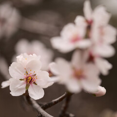 Horticulture of Gran Canaria -  almond trees blooming in Tejeda in January, macro floral background

