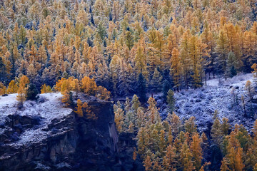 Autumn forest frost snow Altai landscape beautiful nature
