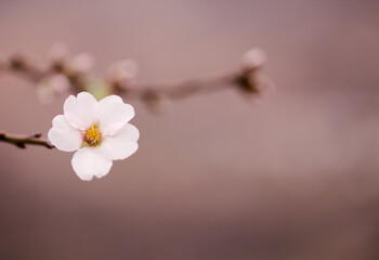 Horticulture of Gran Canaria -  almond trees blooming in Tejeda in January, macro floral background

