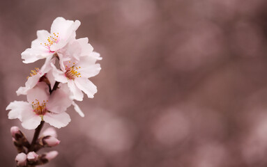 Horticulture of Gran Canaria -  almond trees blooming in Tejeda in January, macro floral background
