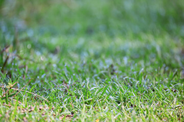 summer field grass flowers sun background