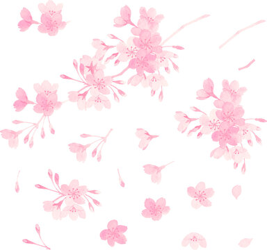 水彩で描いた桜のパーツ
