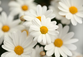 Flora of Gran Canaria -  Argyranthemum, marguerite daisy endemic to the Canary Islands