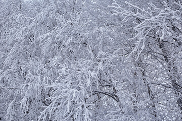 branches covered with frost background abstract winter december view