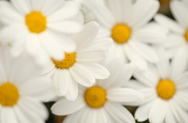 Flora of Gran Canaria -  Argyranthemum, marguerite daisy endemic to the Canary Islands