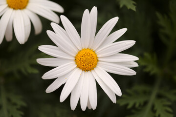 Flora of Gran Canaria -  Argyranthemum, marguerite daisy endemic to the Canary Islands